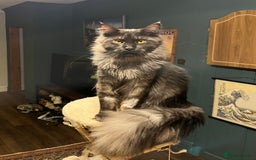 Maine Coon cats for sale: Now sold. TICA black smoke boy looking for a home - Image 1