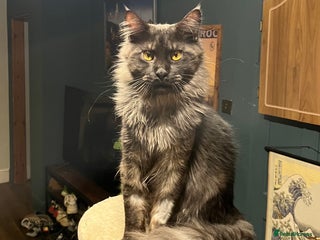 Maine Coon cats - Advert 2