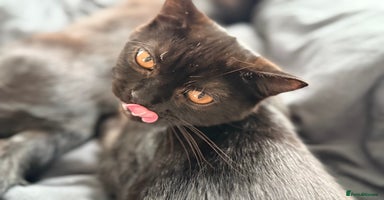 British Shorthair cats - Advert 9
