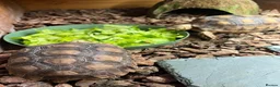 Tortoise reptiles for sale: Sulcata tortoise x2 with full set up - Advert 3