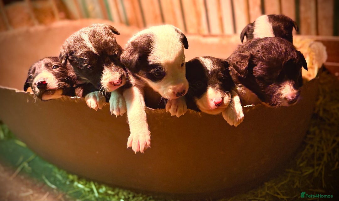 Border Collie dogs for sale: Border collie puppies - Advert 5