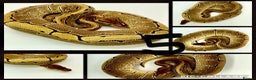 Python Snake reptiles for sale: Collection of ball pythons  - Advert 5