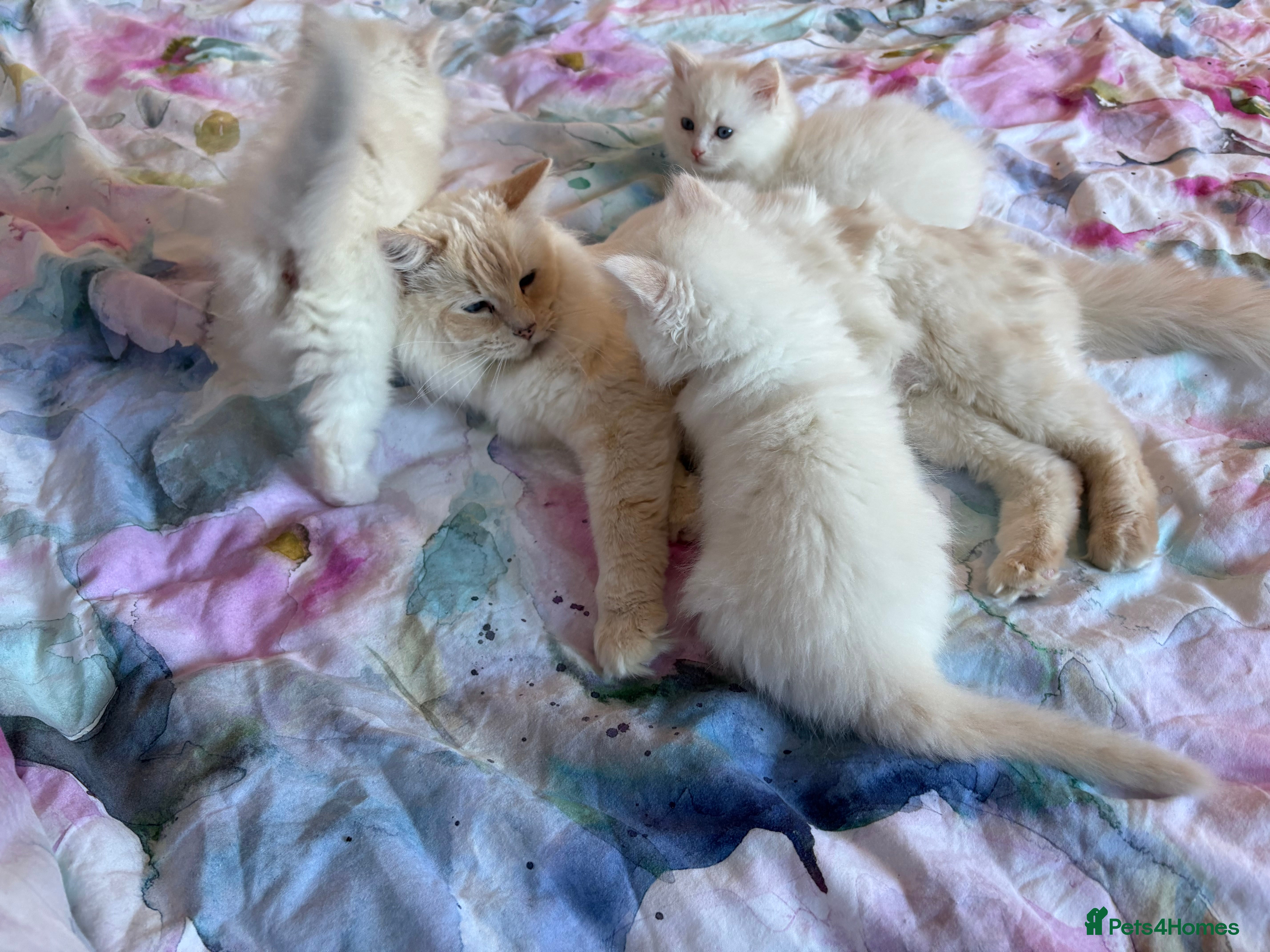 Ragdoll cats Kittens from Extensively Health Tested Parents - Advert 2