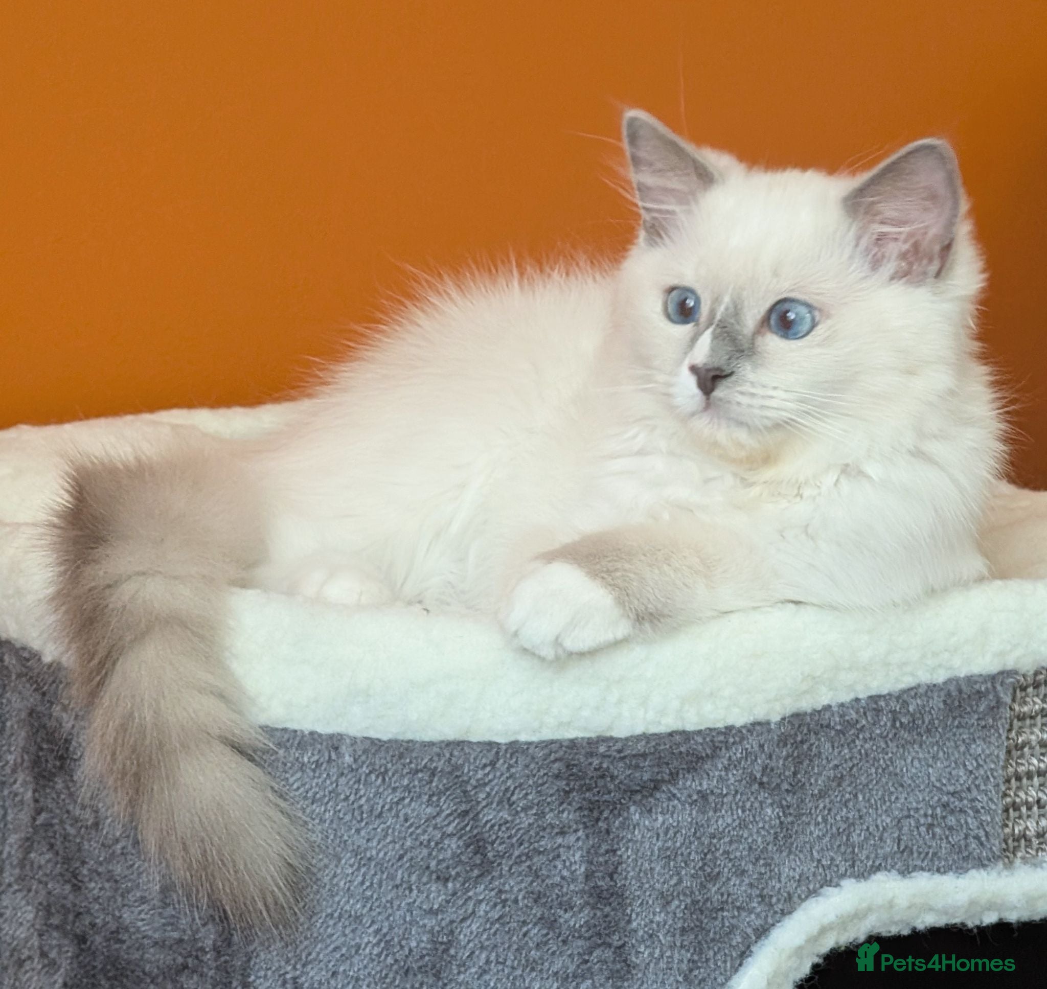 Ragdoll cats 🏆Ready now TICA Female Ragdoll kitten  - Advert 14