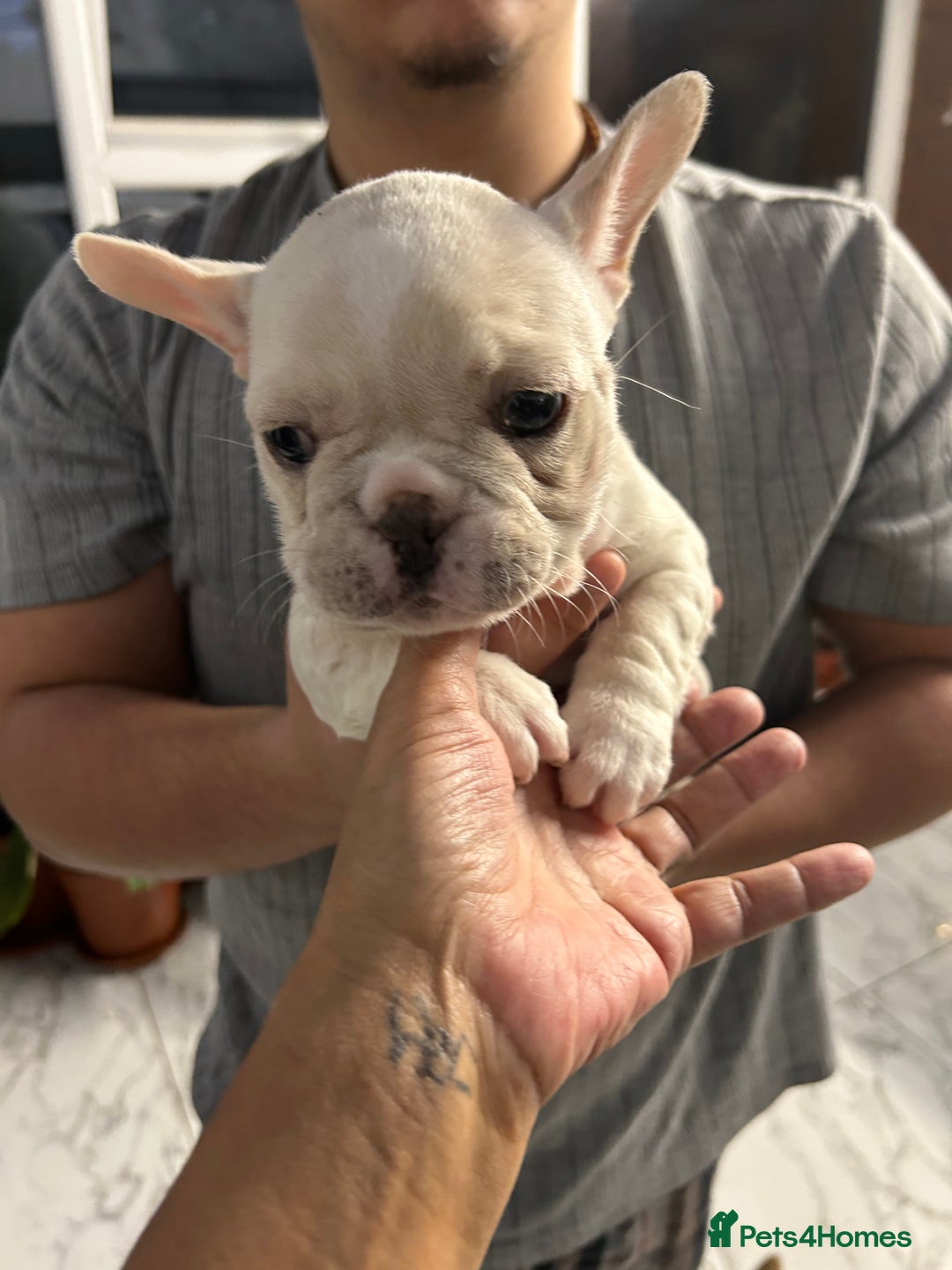 French Bulldog dogs for sale: 3 Extremely beautiful French bull terriers kc reg  - Advert 9