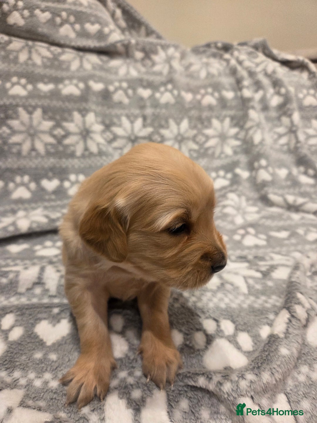 Golden Retriever dogs for sale: KC registered Beautiful Golden retriever puppies  - Advert 23