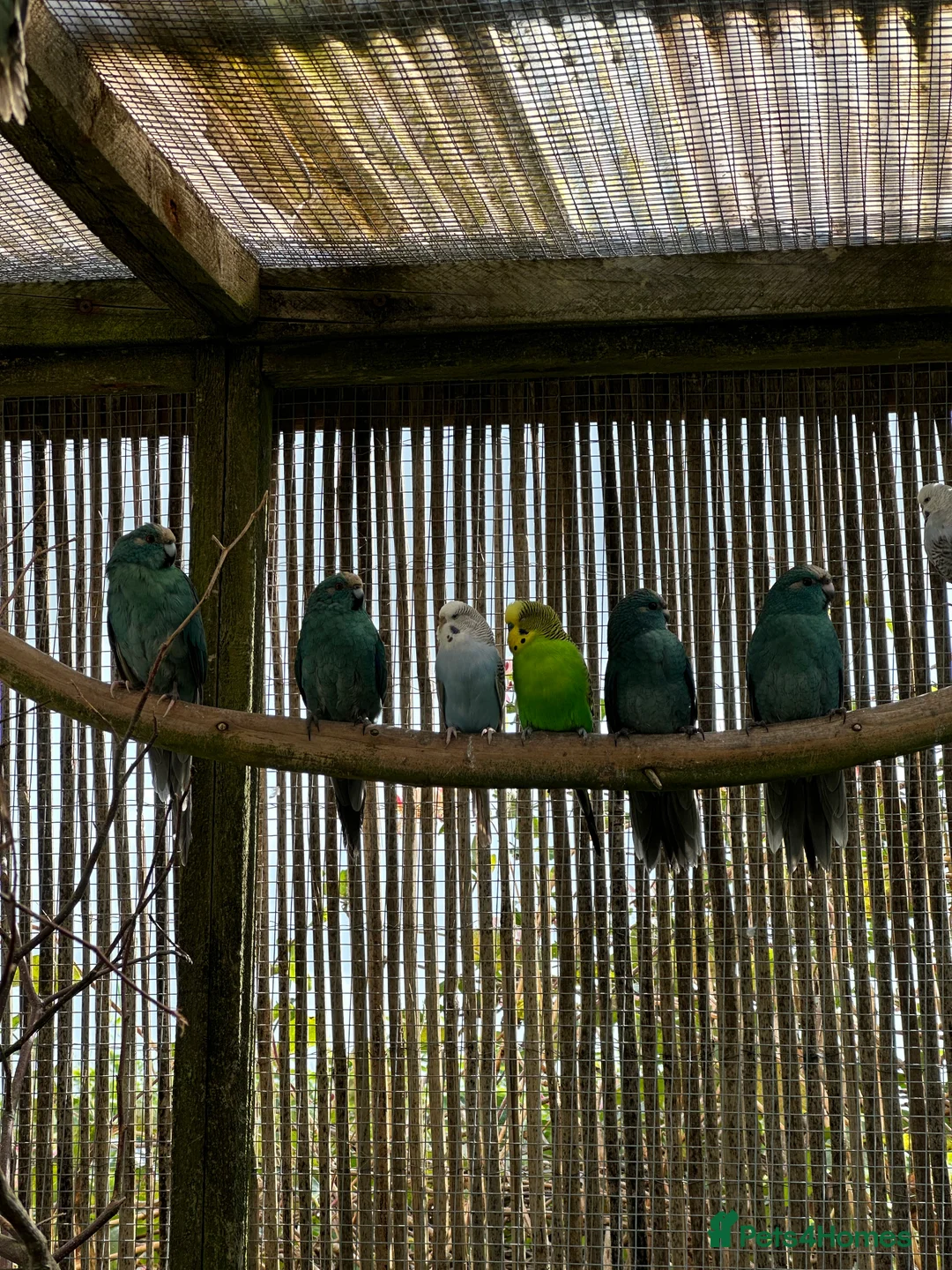 Cockatiels birds for sale: Kakariki - Advert 2