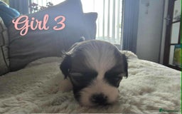 Lhasa Apso dogs for sale: Stunning Lhasa apso pups - Image 10