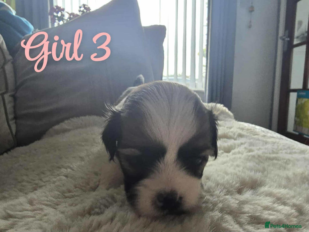 Lhasa Apso dogs for sale: Stunning Lhasa apso pups - Image 10