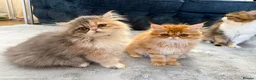 Persian cats for sale: 3 perisan kittens available - Advert 2
