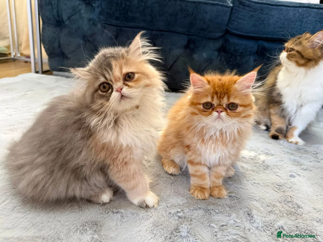 Persian cats for sale: 3 perisan kittens available - Advert 2