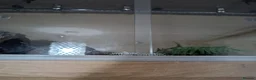 Python Snake reptiles for sale: ball python  - Advert 8