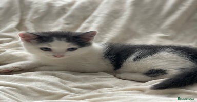 Khao Manee cats - Advert 11