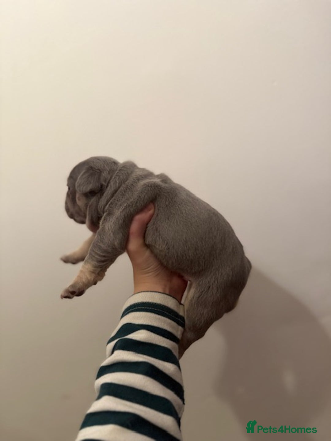 French Bulldog dogs for sale: Exclusive French Bulldog Puppies - Image 14