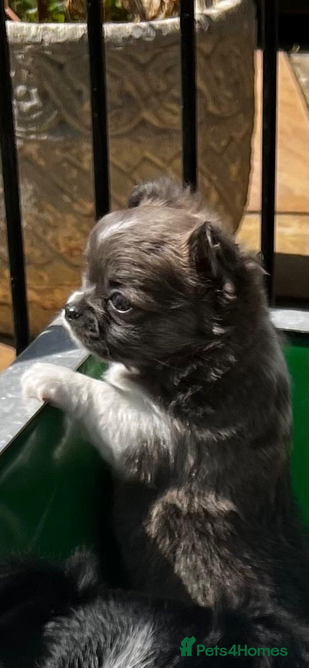Chihuahua dogs for sale: 3 Long Coat Parti Boys - Image 2
