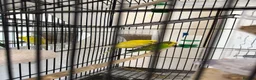 Budgerigars birds for sale: Budgies with Huge Cage and all other accessories in Coventry - Advert 10