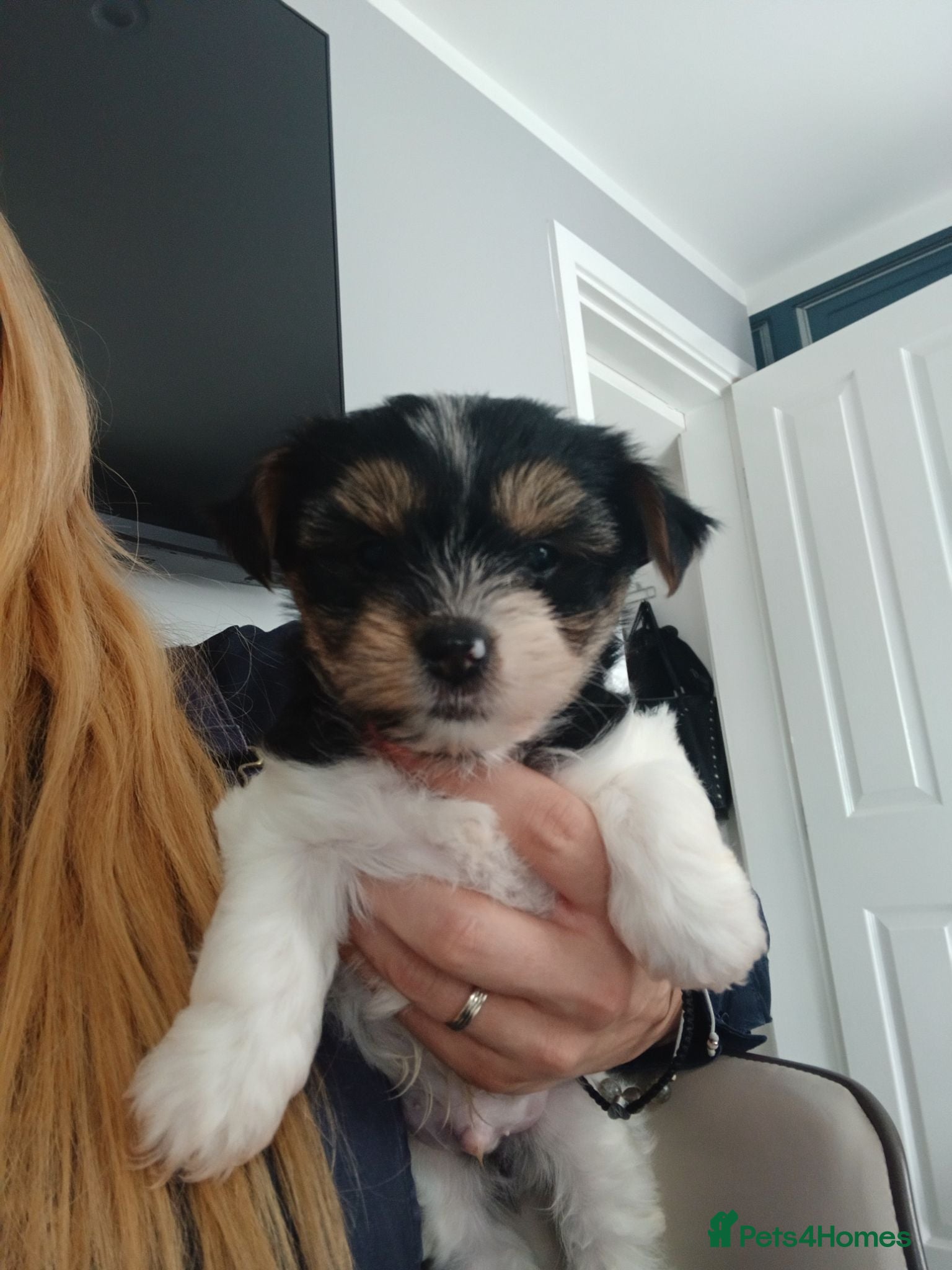 Biewer Terrier dogs  Mini Purebred Biwer Yorkshire Terrier Puppie - Advert 1