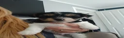 Biewer Terrier dogs for sale: READY TO GO Mini Purebred Biwer Yorkshire Terrier  - Advert 4