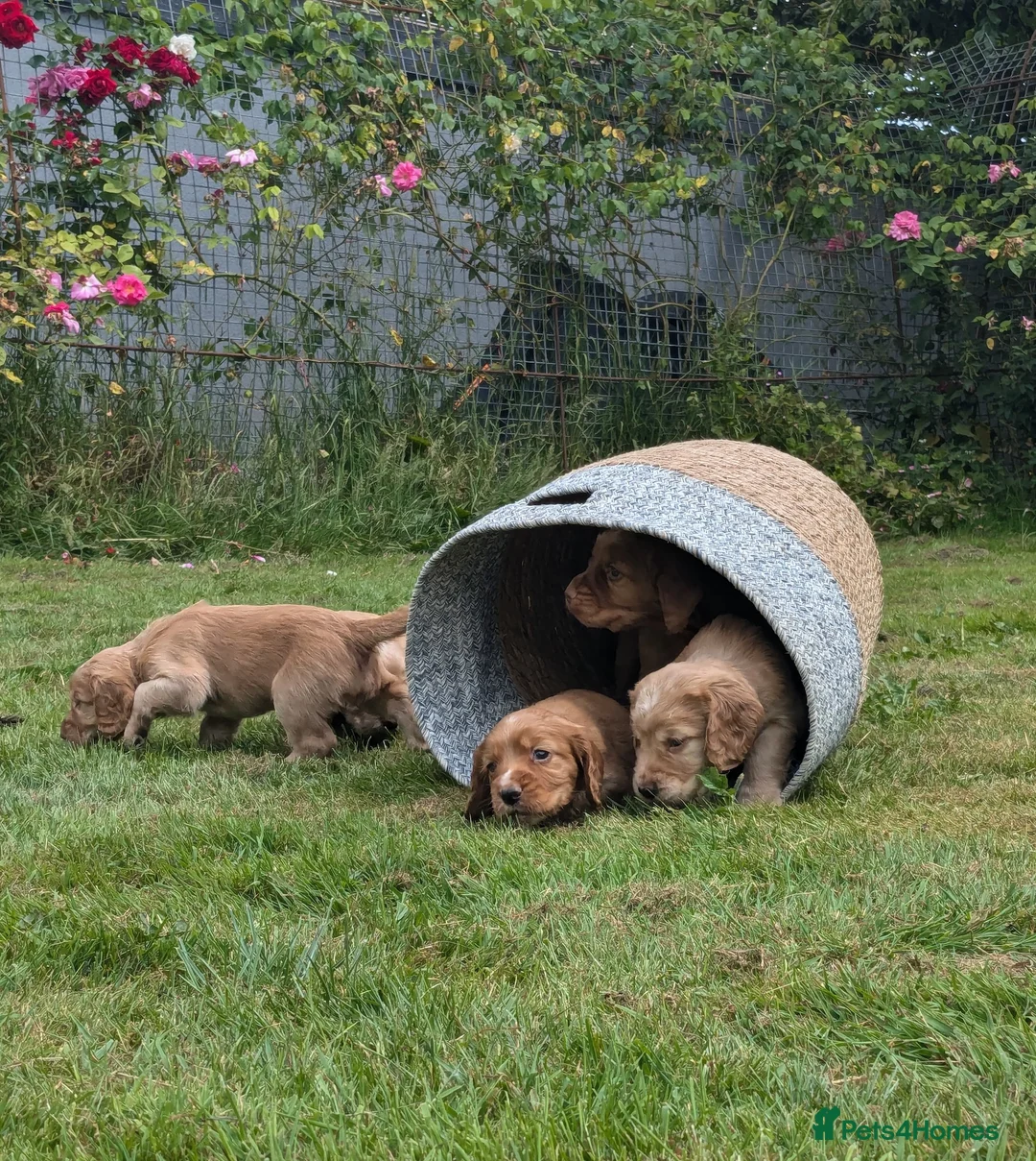 Cocker Spaniel dogs for stud: Sweet natured & handsome cocker stud dog in Bristol - Advert 20