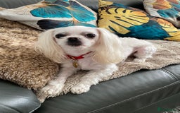 Maltese dogs for stud: 🌟Stunning KC Reg Korean Maltese boy for STUD in Waltham Cross - Image 9