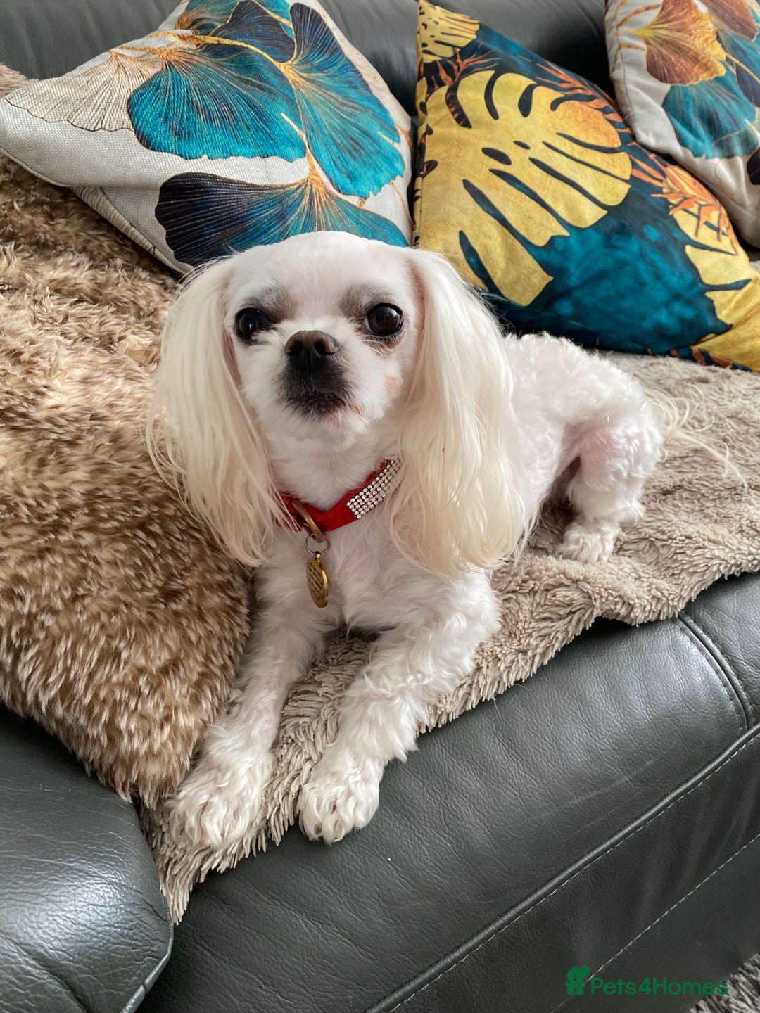 Maltese dogs for stud: 🌟Stunning KC Reg Korean Maltese boy for STUD in Waltham Cross - Image 9