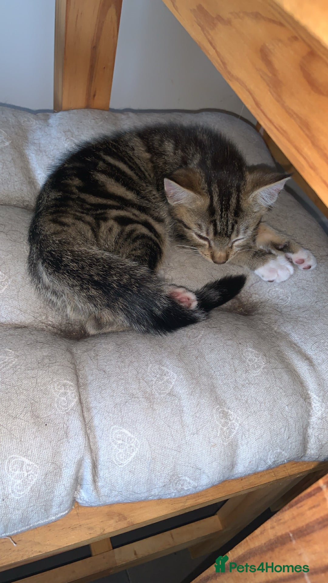 Brazilian Shorthair cats for sale: Kitten for sale! - Image 1