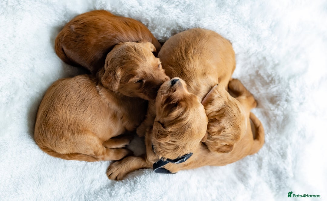Australian Labradoodle dogs for sale: Australian Labradoodles RED&WHITE - Waiting list  - Image 26
