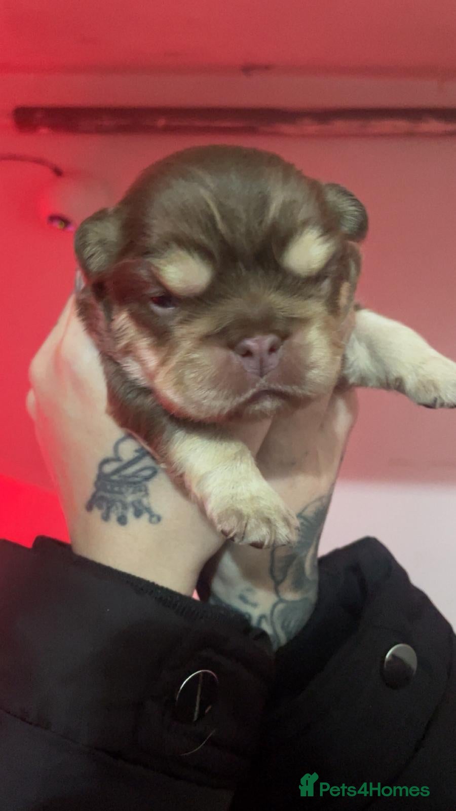 French Bulldog dogs French bulldog fluffy pup - Advert 15