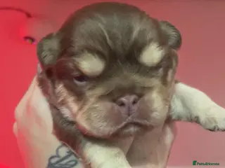 French Bulldog dogs French bulldog fluffy pup - Advert 16