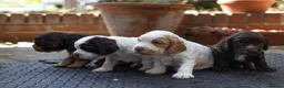 Cocker Spaniel dogs for sale: KC Excellent pedigree . Litter of 4 Handsome pups  - Advert 10