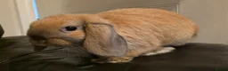 Mini Lop rabbits for sale: Mini lop x mini lion lop babies available now - Advert 10