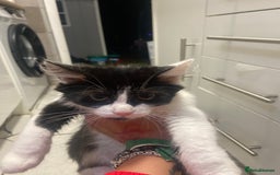 Mixed Breed cats for sale: Kitten - Image 9