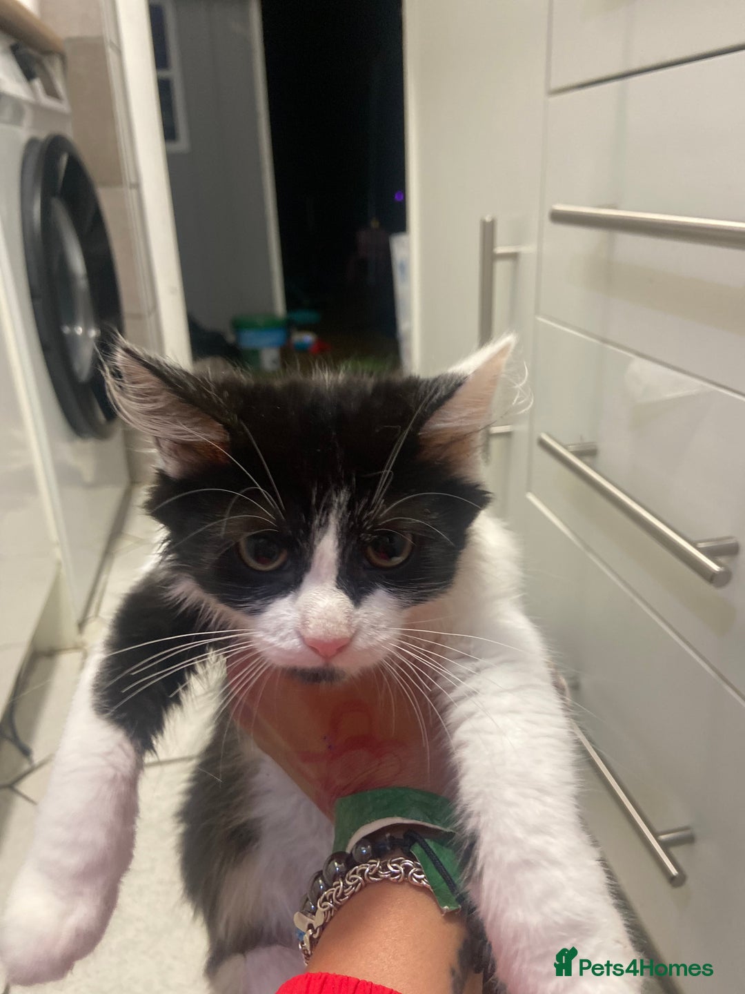 Mixed Breed cats for sale: Kitten - Image 9