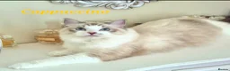 Ragdoll cats for sale: Tica registered exceptional  Ragdolls  - Advert 9