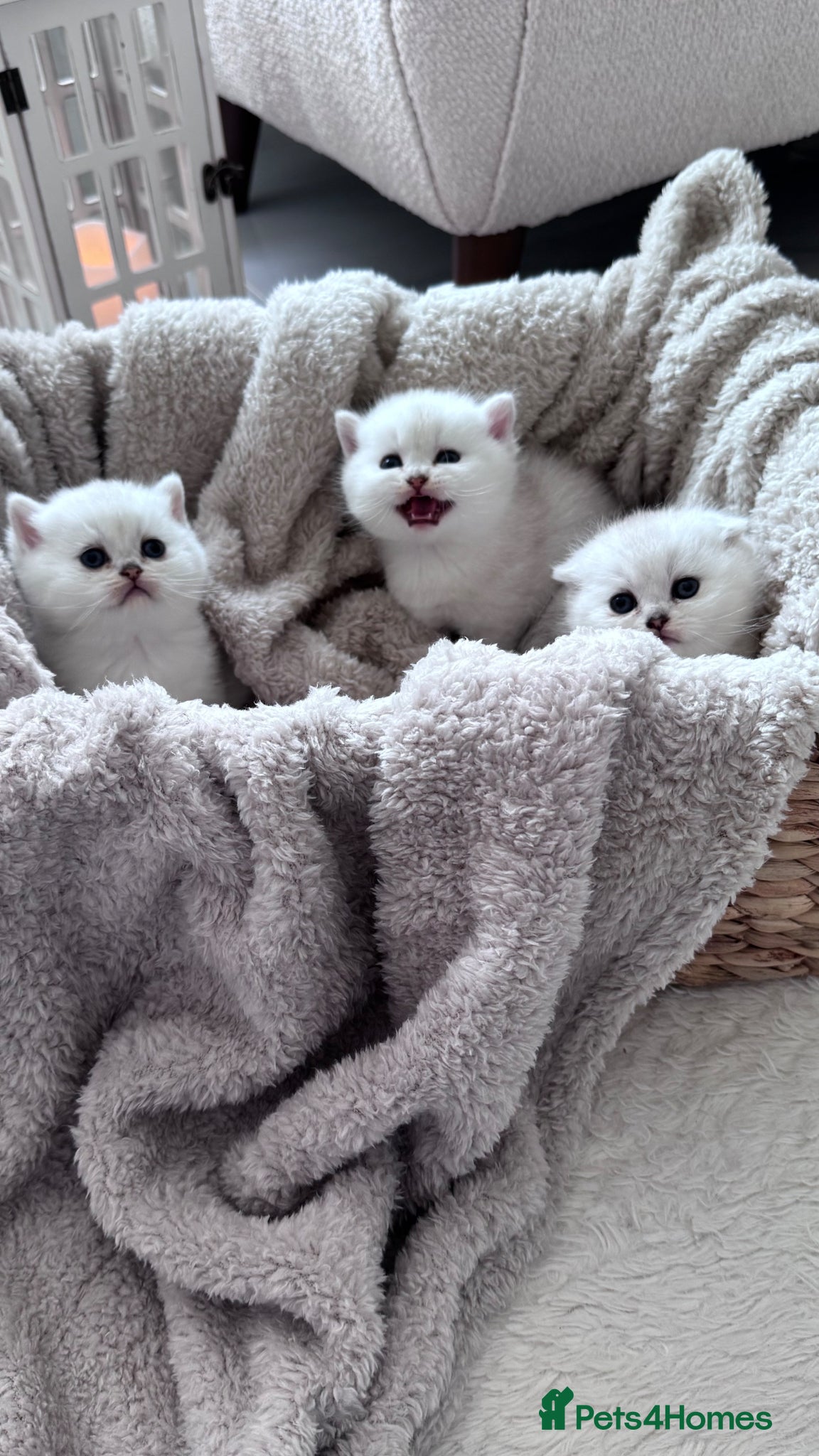 Scottish Fold cats for sale: Adorable Friendly Scottish Folds/Straights !! - Advert 5