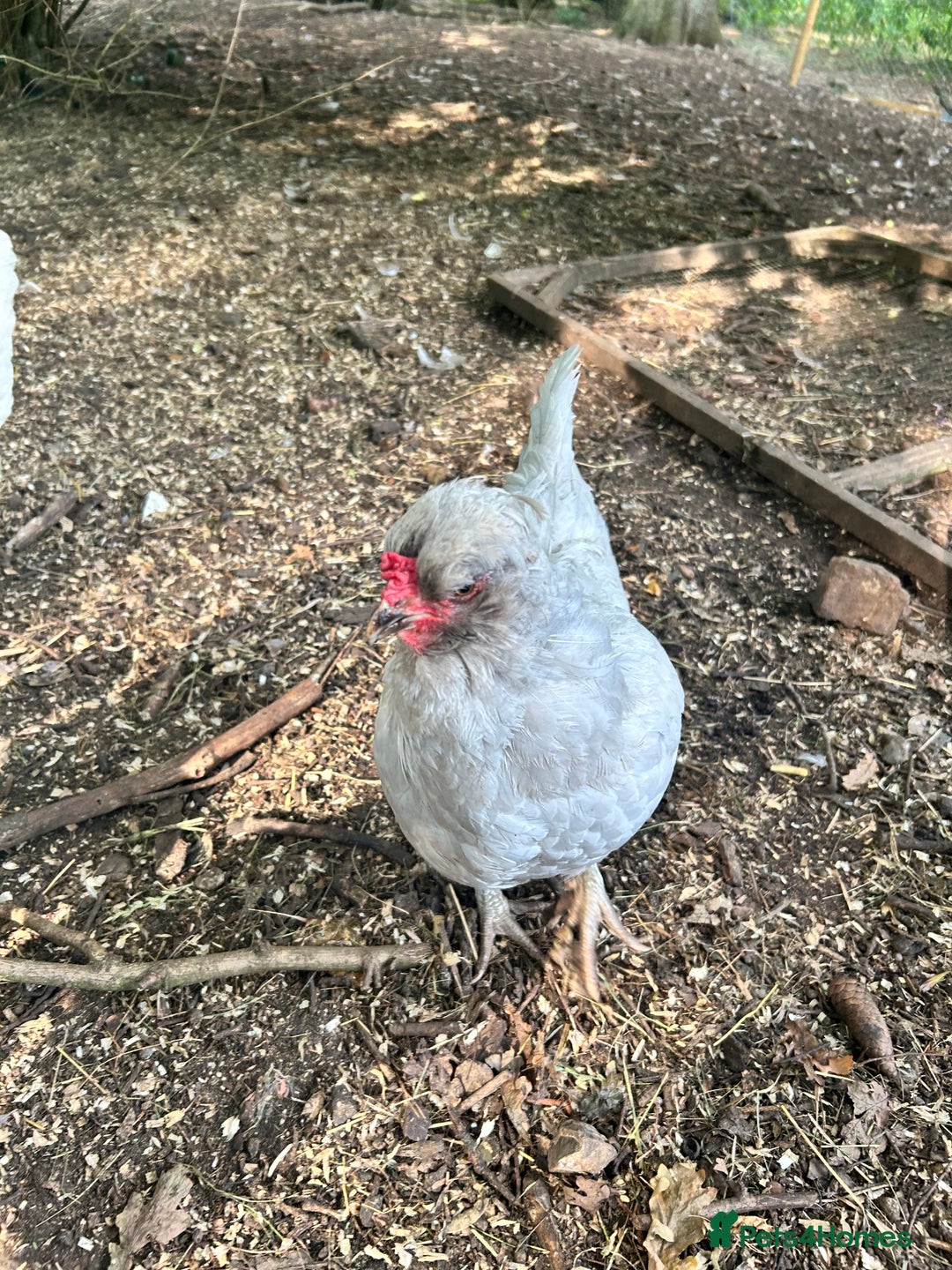 Chickens poultry for sale: Unsexed Araucana Chicks - Image 9