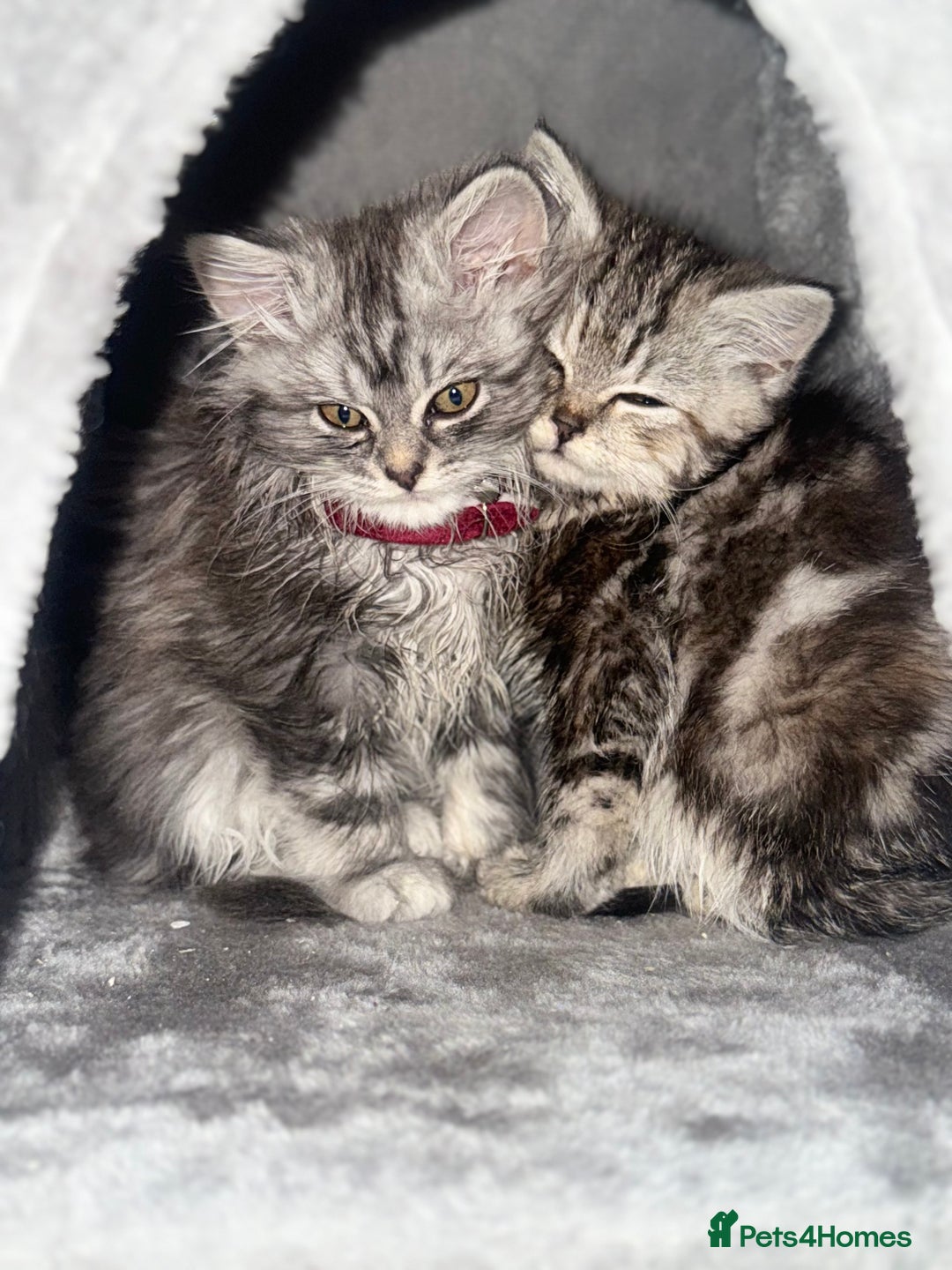 British Longhair cats for sale: 2 girls kittens for sale  - Advert 5