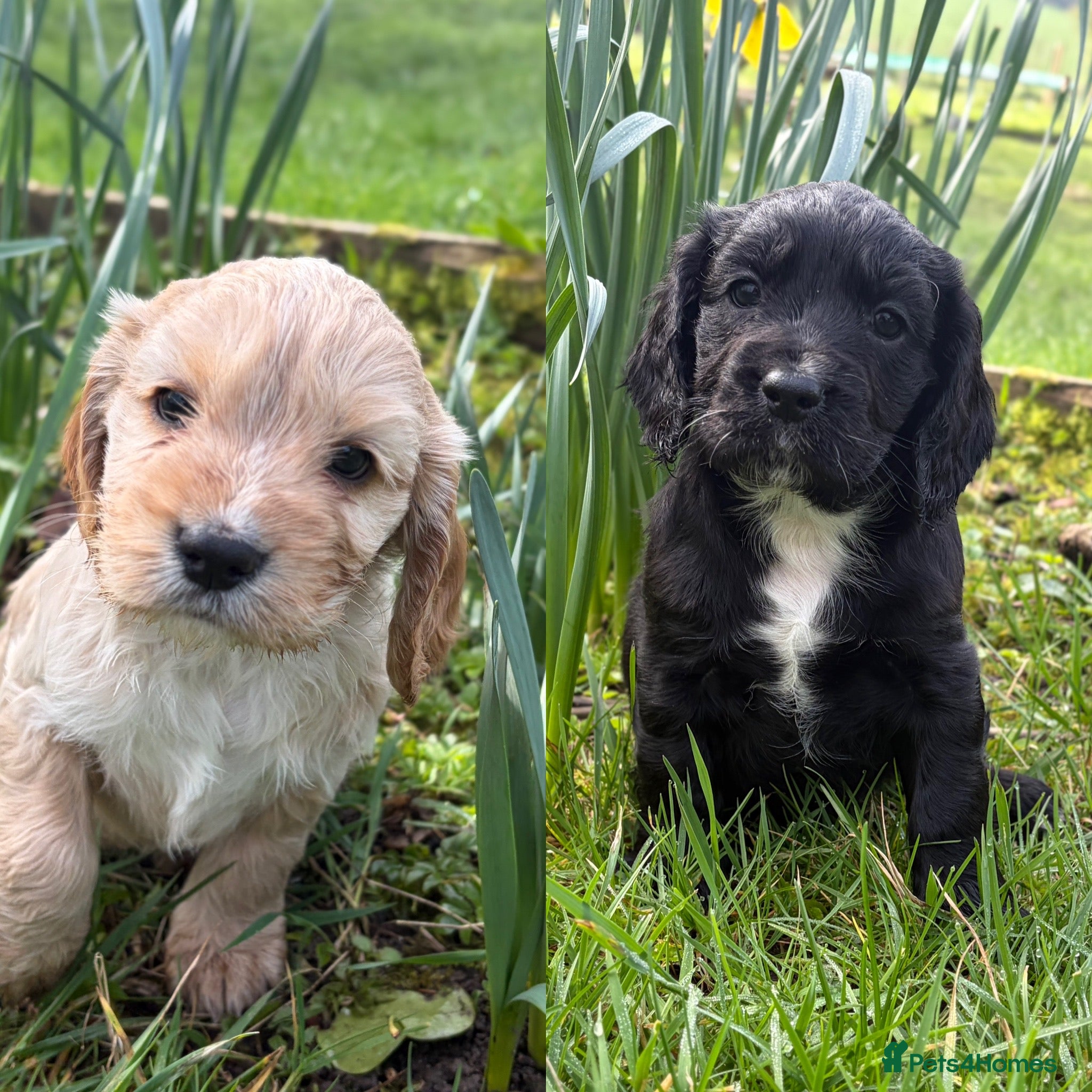 Cocker Spaniel dogs Working Cocker spaniel pups  - Advert 12