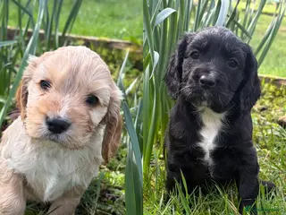 Cocker Spaniel dogs Working Cocker spaniel pups - Advert 12