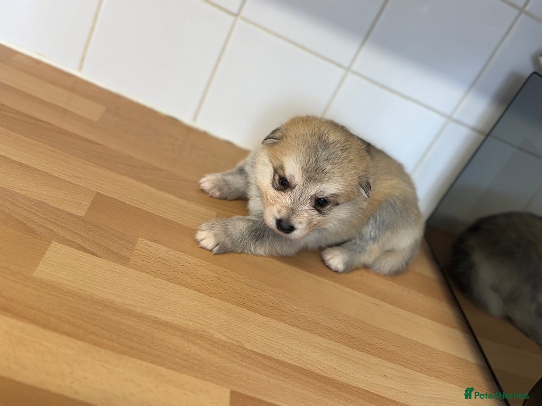 Shepsky dogs for sale: 7 beautiful Shepsky puppy’s available 🫶🏼 - Advert 9