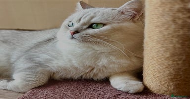 British Shorthair cats - Advert 2
