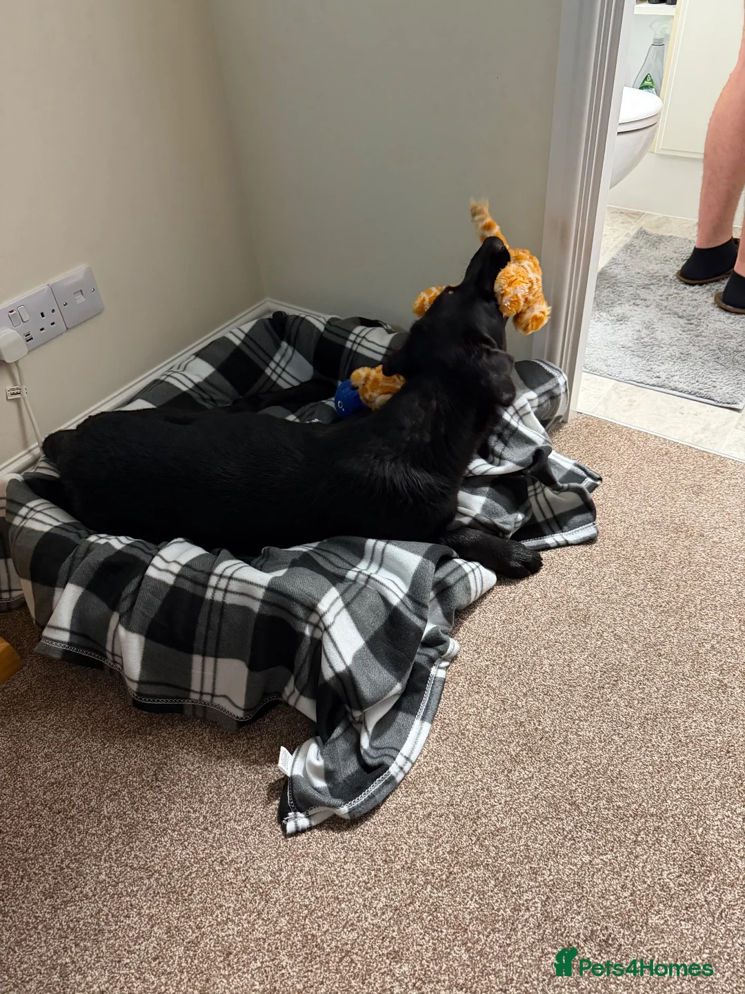 Labrador Retriever dogs for sale: Tattie in Ellon - Advert 7