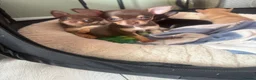 Chihuahua dogs for stud: Chihuahua stud (Romeo) - Advert 19