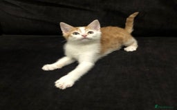 Mixed Breed cats for sale: Ginger and Tortie Kittens 2 available  - Image 3