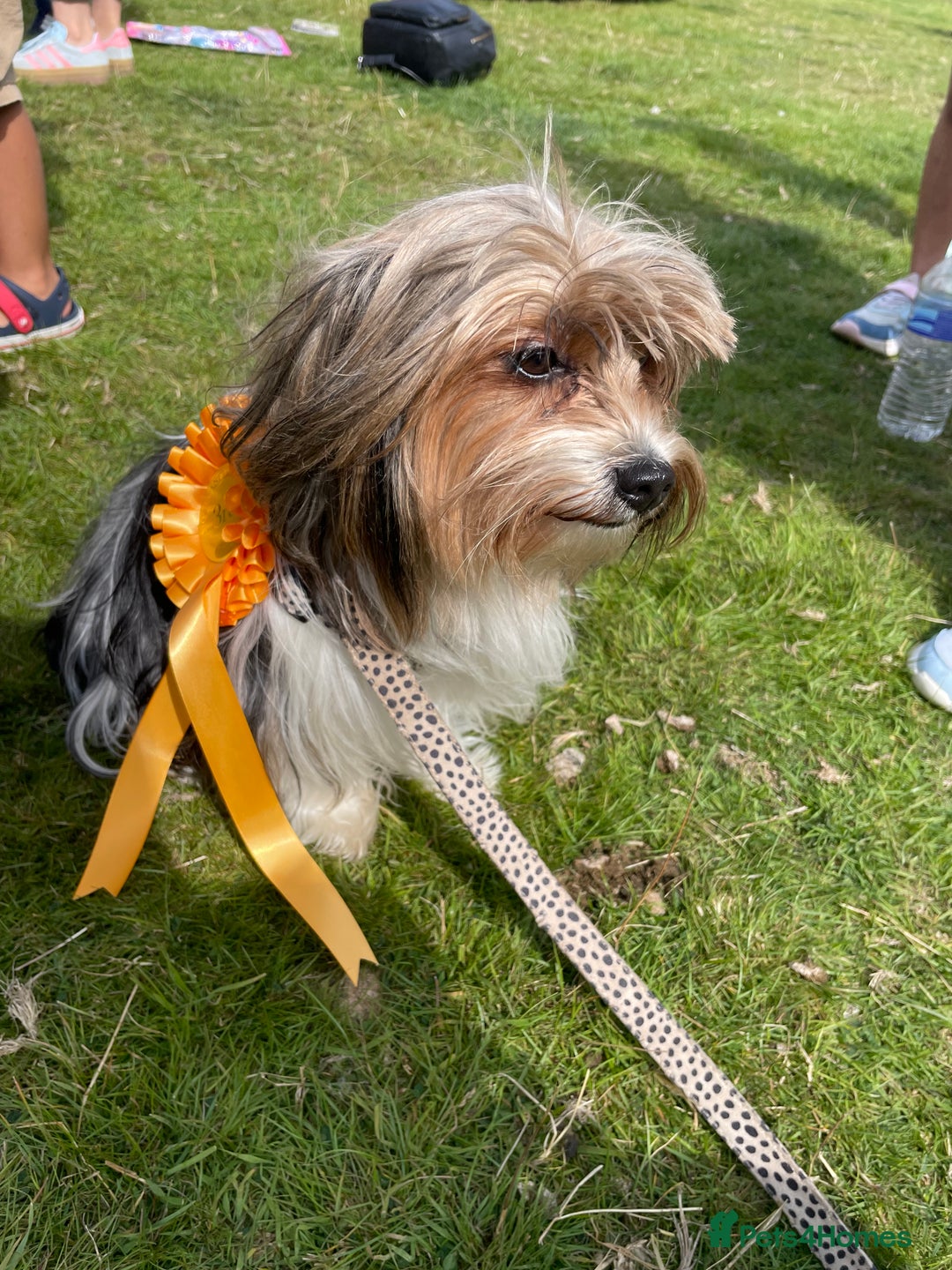 Biewer Terrier dogs for sale: Beautiful Biewer Terrier Pups - Image 10