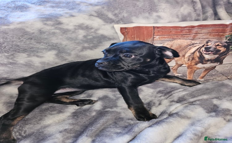 Mixed Breed dogs American cocker spaniel x american bulldog a.i - Advert 4