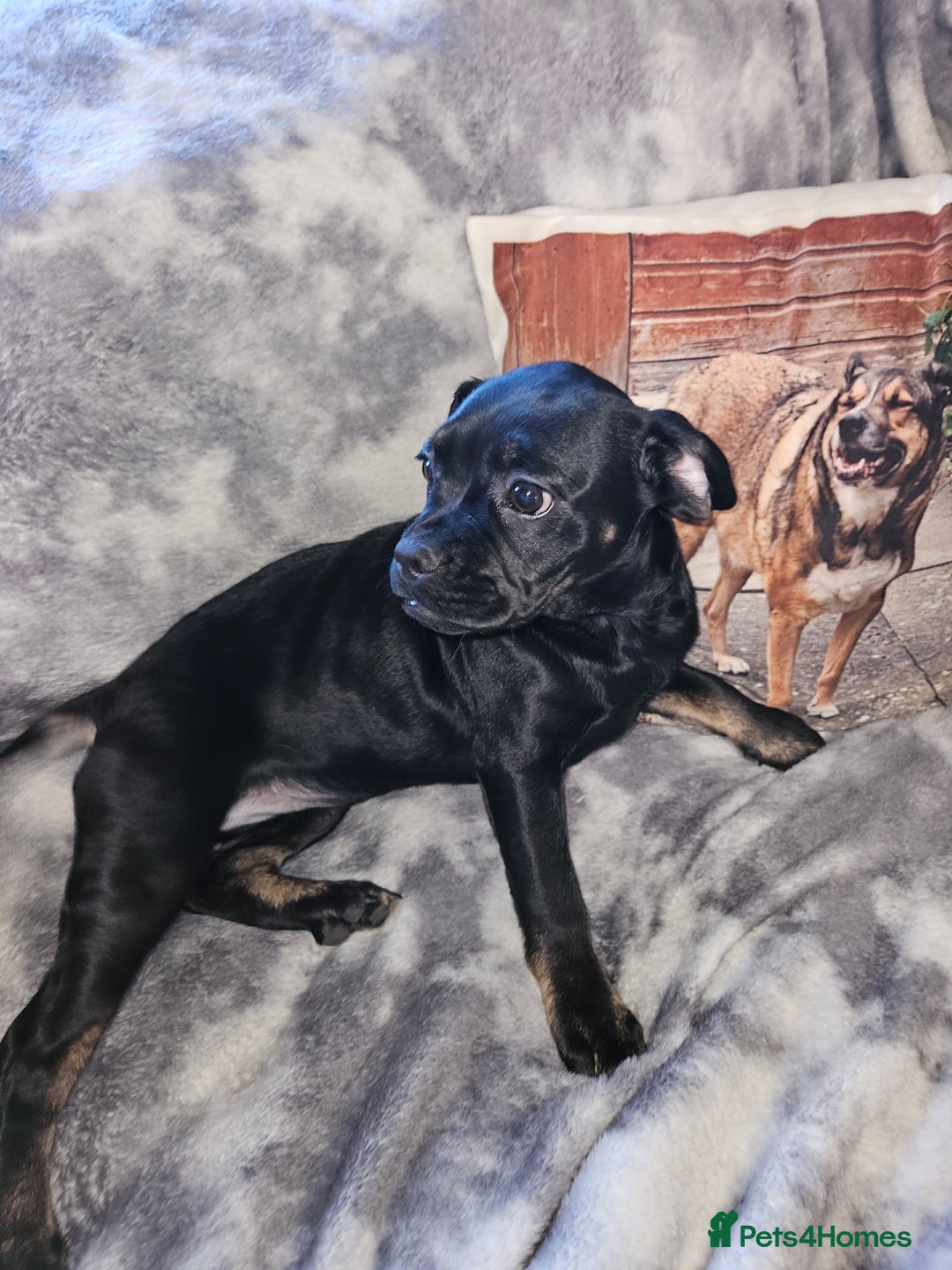 Mixed Breed dogs for sale: American cocker spaniel x american bulldog a.i - Advert 1