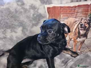 Mixed Breed dogs American cocker spaniel x american bulldog a.i - Advert 4