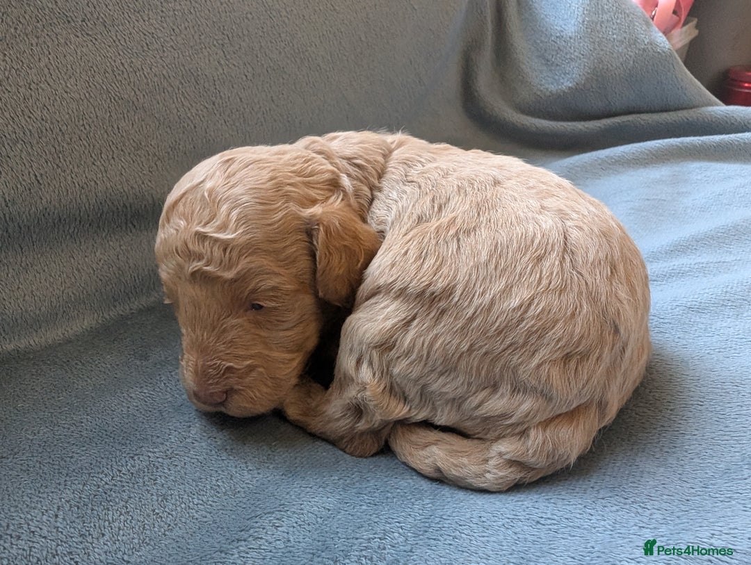 Miniature Poodle dogs for sale: Stunning Miniature poodles parti/merle - Image 19
