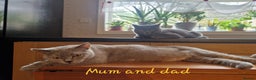 British Shorthair cats for sale: Beautiful litter of British Shorthair kittens - Advert 2